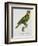 Print of an Amazon Parrot by Jacques Barraband-Stapleton Collection-Framed Giclee Print