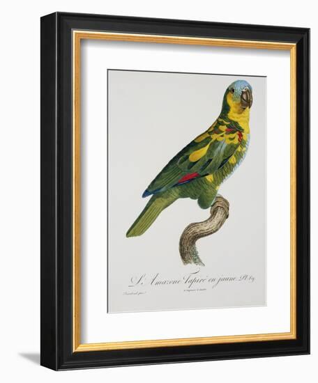 Print of an Amazon Parrot by Jacques Barraband-Stapleton Collection-Framed Giclee Print