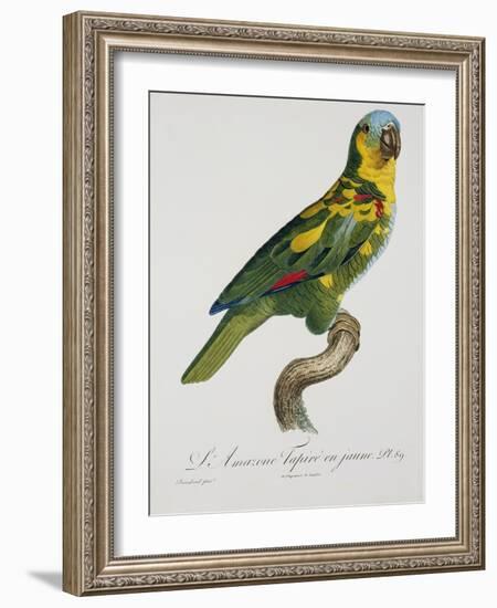 Print of an Amazon Parrot by Jacques Barraband-Stapleton Collection-Framed Giclee Print