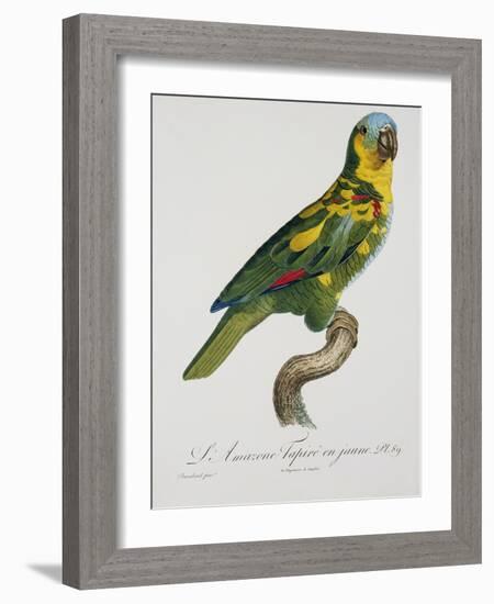 Print of an Amazon Parrot by Jacques Barraband-Stapleton Collection-Framed Giclee Print