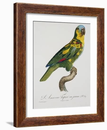 Print of an Amazon Parrot by Jacques Barraband-Stapleton Collection-Framed Giclee Print