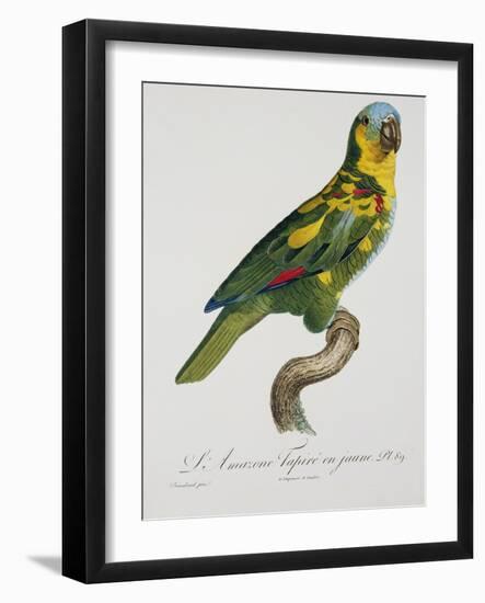 Print of an Amazon Parrot by Jacques Barraband-Stapleton Collection-Framed Giclee Print