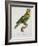 Print of an Amazon Parrot by Jacques Barraband-Stapleton Collection-Framed Giclee Print