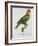 Print of an Amazon Parrot by Jacques Barraband-Stapleton Collection-Framed Giclee Print