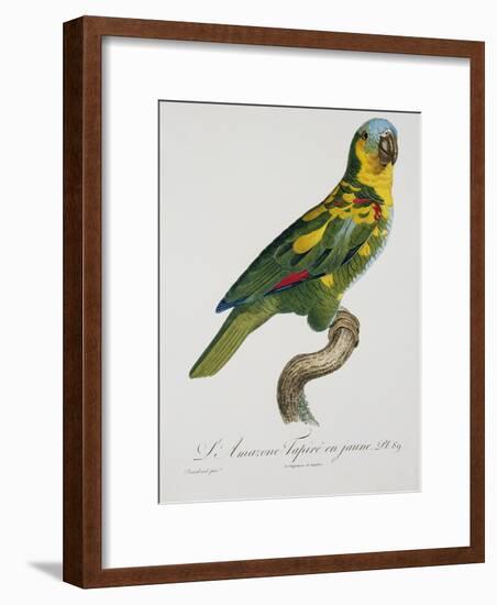 Print of an Amazon Parrot by Jacques Barraband-Stapleton Collection-Framed Giclee Print