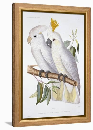 Print of Two Cockatoos by A. Dumenil-Stapleton Collection-Framed Premier Image Canvas