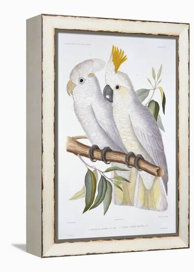 Print of Two Cockatoos by A. Dumenil-Stapleton Collection-Framed Premier Image Canvas
