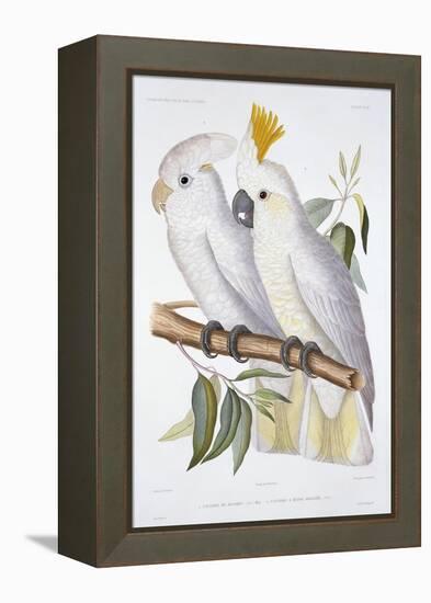 Print of Two Cockatoos by A. Dumenil-Stapleton Collection-Framed Premier Image Canvas