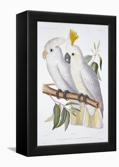 Print of Two Cockatoos by A. Dumenil-Stapleton Collection-Framed Premier Image Canvas