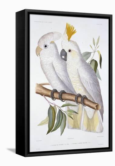 Print of Two Cockatoos by A. Dumenil-Stapleton Collection-Framed Premier Image Canvas