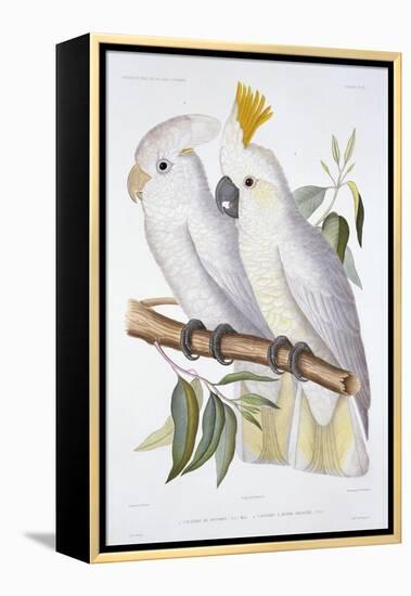 Print of Two Cockatoos by A. Dumenil-Stapleton Collection-Framed Premier Image Canvas