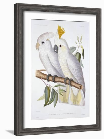 Print of Two Cockatoos by A. Dumenil-Stapleton Collection-Framed Giclee Print