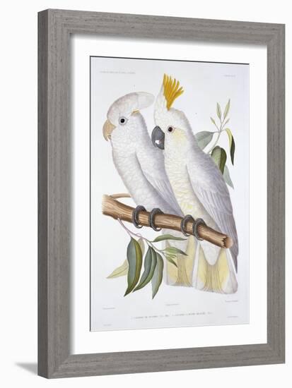 Print of Two Cockatoos by A. Dumenil-Stapleton Collection-Framed Giclee Print