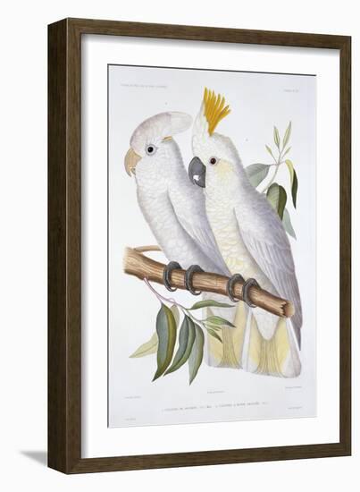 Print of Two Cockatoos by A. Dumenil-Stapleton Collection-Framed Giclee Print