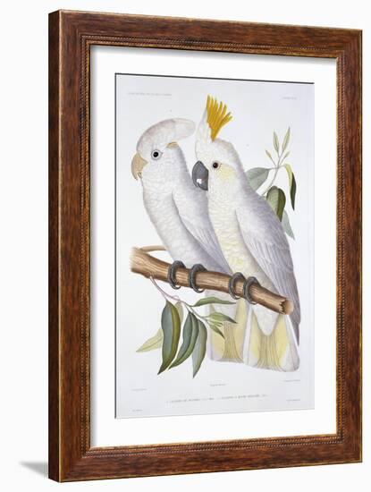 Print of Two Cockatoos by A. Dumenil-Stapleton Collection-Framed Giclee Print