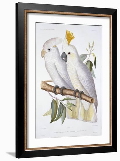 Print of Two Cockatoos by A. Dumenil-Stapleton Collection-Framed Giclee Print