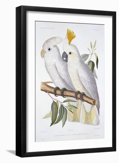 Print of Two Cockatoos by A. Dumenil-Stapleton Collection-Framed Giclee Print
