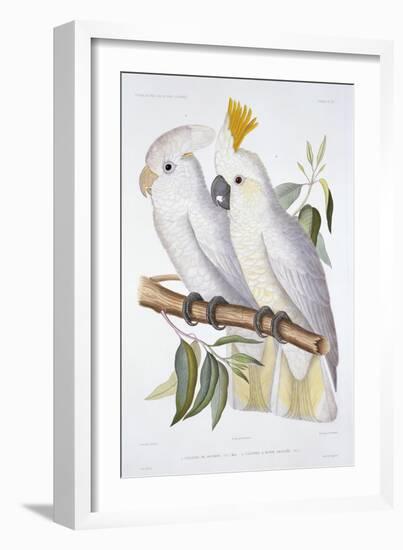 Print of Two Cockatoos by A. Dumenil-Stapleton Collection-Framed Giclee Print
