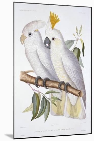 Print of Two Cockatoos by A. Dumenil-Stapleton Collection-Mounted Giclee Print