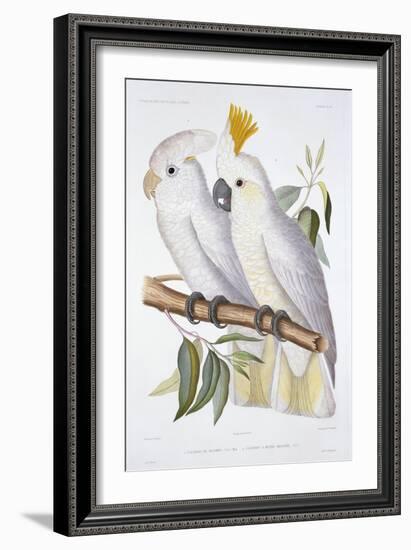 Print of Two Cockatoos by A. Dumenil-Stapleton Collection-Framed Giclee Print