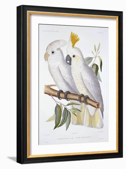 Print of Two Cockatoos by A. Dumenil-Stapleton Collection-Framed Giclee Print