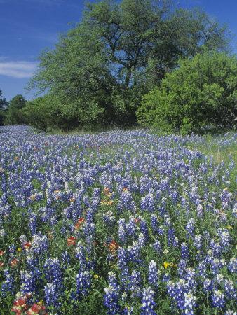 Meadow of Paintbrush and Texas Bluebonnet Spring Wildflowers, Hill ...