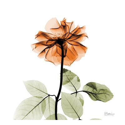 Rose 29 Art Print by Albert Koetsier at Art.com About 0% of these are glass crafts, 0% are sculptures.