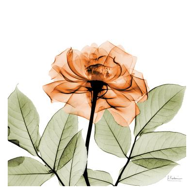 Rose Art Print by Albert Koetsier at Art.com Wide variety of textures, designs and decorative patterns.