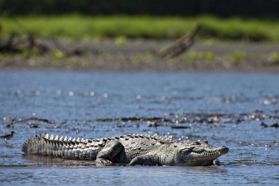 an overview of the american crocodile in the animal kingdom An overview of the american crocodile in the animal kingdom 2,499 words 6 pages a look at the unique physical characteristics of the american crocodile. an overview of the american crocodile in the animal kingdom An overview of the american crocodile in the animal kingdom 2,499 words 6 pages a look at the unique physical characteristics of the american crocodile.