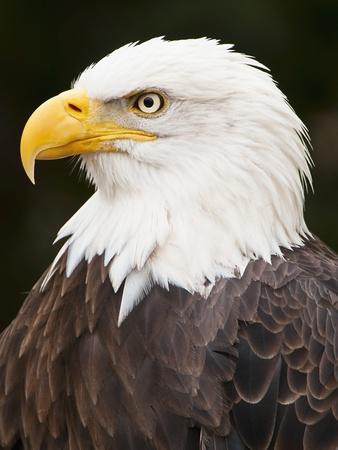 Bald eagle Photographic Print at Art.com