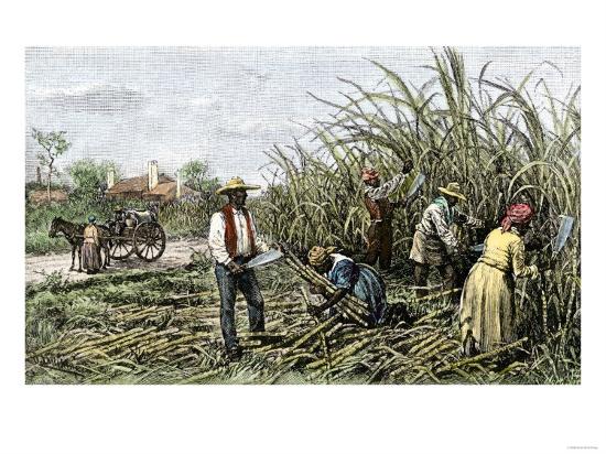 Sugar plantations in the new world Sugar plantations in the new world picture