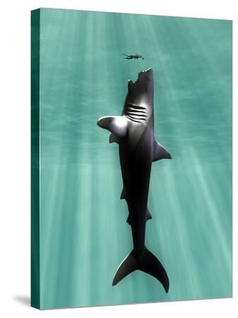 Megalodon Prehistoric Shark with Human Photographic Print ...