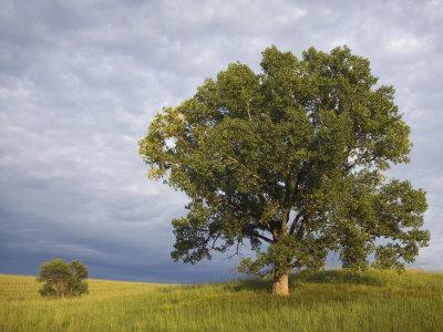 Two Cottonwood Trees in the Grassland of the Loess Hills, Iowa, USA