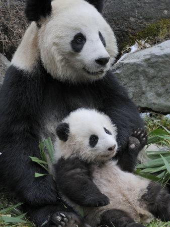 Printable Panda Giant Panda Mother and Baby Wolong Nature Reserve China