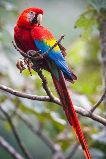 Macaw Pictures To Color Scarlet Macaw on a Branch Photographic Print by Howard