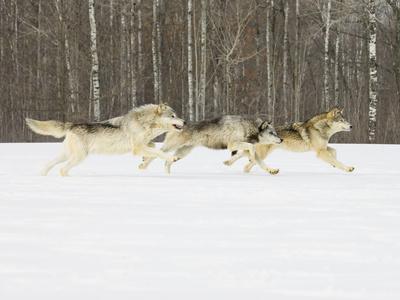 Gray Wolves (Canis Lupus) Running in the Snow with Birch Trees in ...