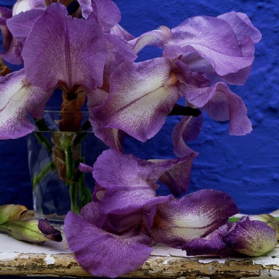 Bearded Iris "Blue Shimmer," Purple and White Flowers in Glass Vase