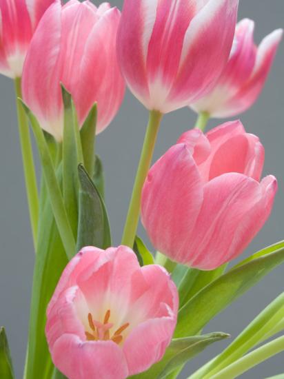  Pink  Tulips  Photographic Print by Jamie Judy Wild  at Art com