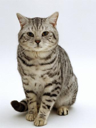 Domestic Cat, British Shorthair Silver Spotted Tabby Male ...