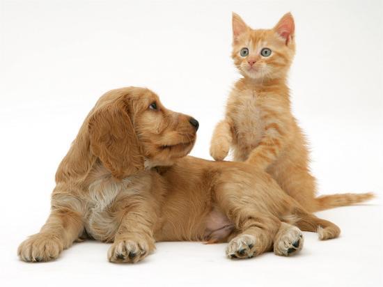 Cocker Spaniel Puppy In Dog School Clip Art Cocker Spaniel Puppy In Dog School Clip Art