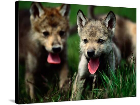 Gray Wolf Pups (Canis Lupus) Photographic Print by Joel Sartore at Art.com