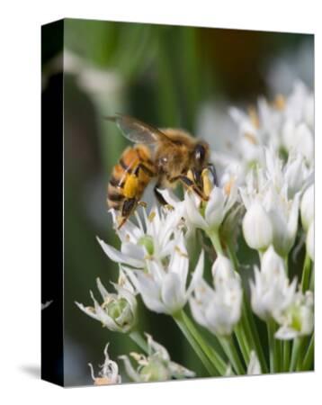 Honey Bee on White Flower Photographic Print by Josh ...