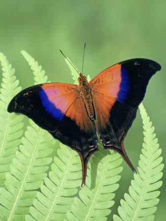 Iole's Daggerwing Butterfly (Marpesia Iole), Family Nymphalidae, Costa Rica Photographic Print ...