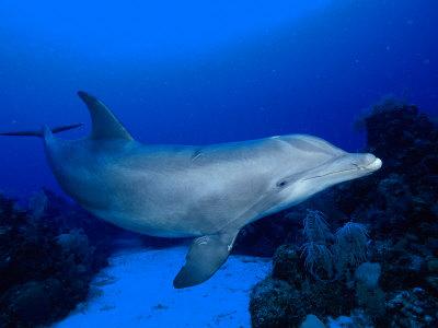 Bottlenose Dolphin Pictures Printable A Bottlenose Dolphin Swimming Tursiops Truncatus