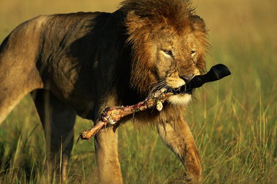 a literary analysis of the lion and wildebeest a literary analysis of the lion and wildebeest