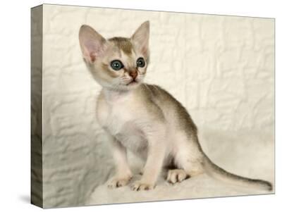 Singapura Kitten Photographic Print by Petra Wegner at Art.com