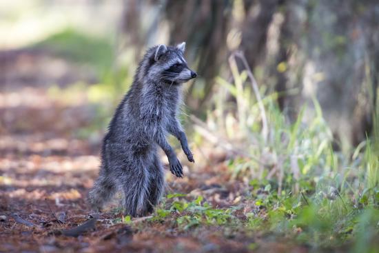 Raccoon Standing on Hind Legs Intently Looking ...