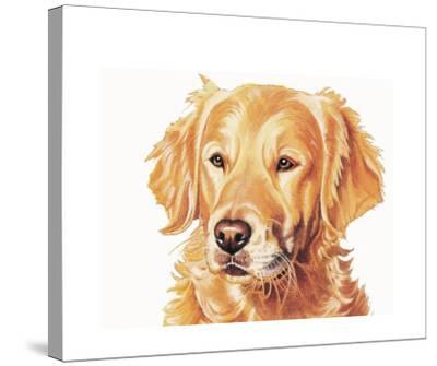 Golden Retriever Giclee Print By Susan Gardos At Art Com