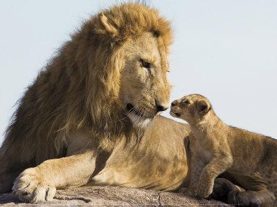 Lion Cub and Male Adult, Kenya Art Print by Suzi Eszterhas at Art.com