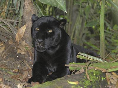 Black Jaguar or Panther (Panthera Onca), Belize Photographic Print by